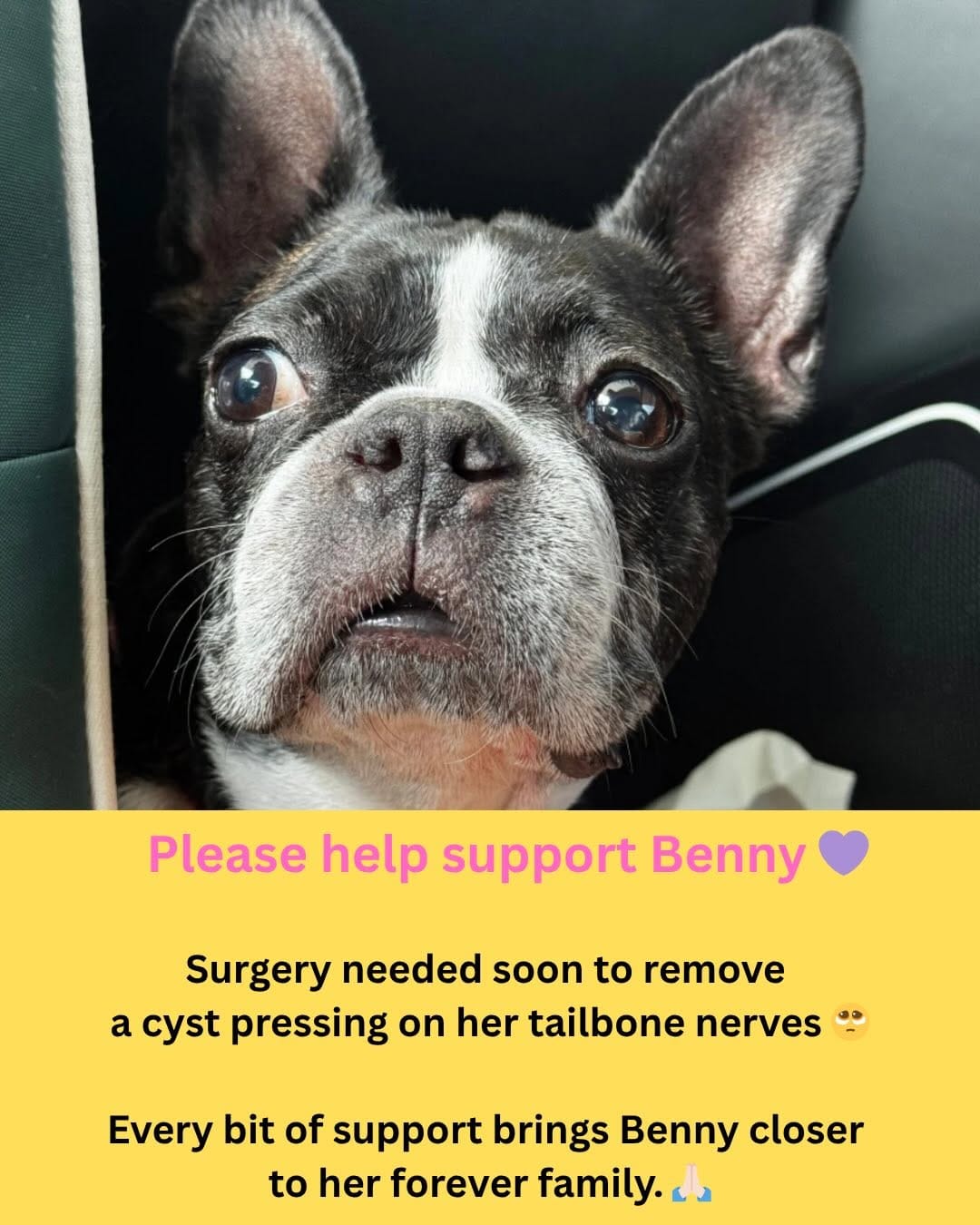 Post 2 by Boston Terrier Rescue on Instagram (carousel)
