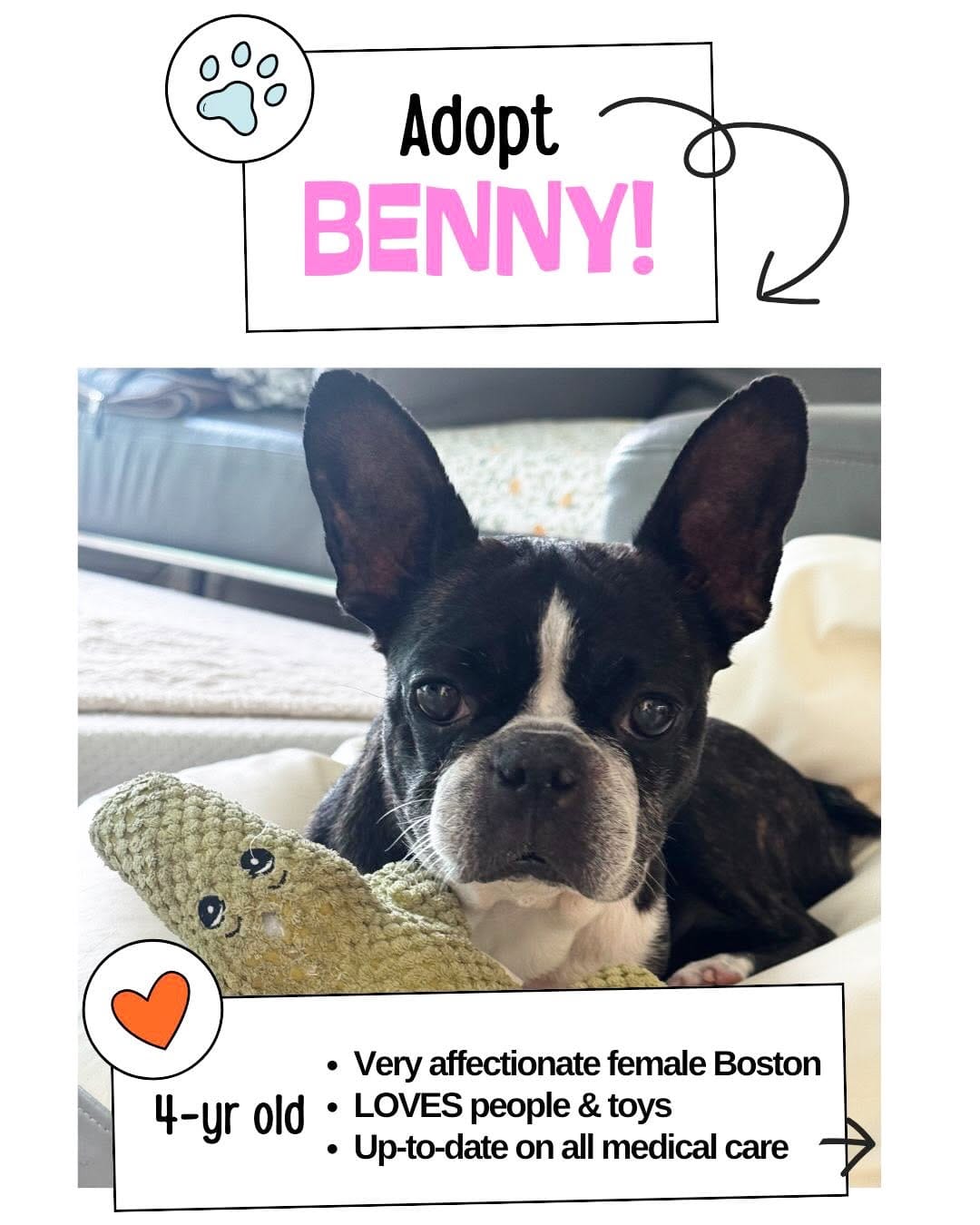 Post 10 by Boston Terrier Rescue on Instagram (carousel)