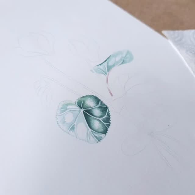 Post 8 by Alla Lanskaya🌿Botanical artist on Instagram (video)