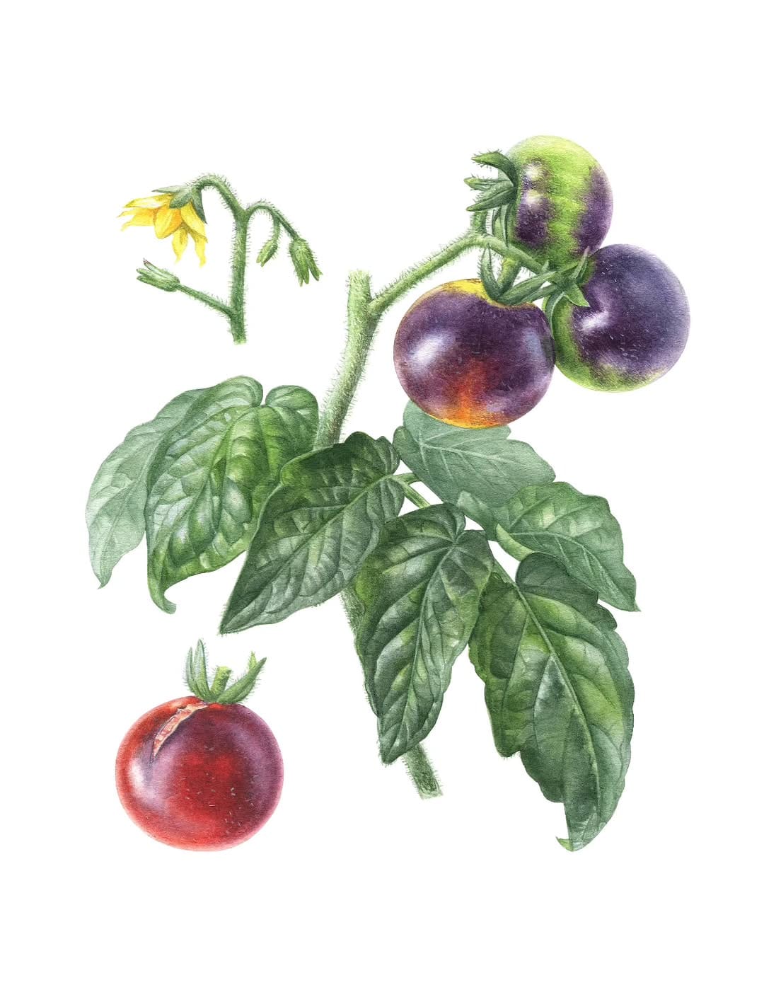 Post 1 by Alla Lanskaya🌿Botanical artist on Instagram (image)