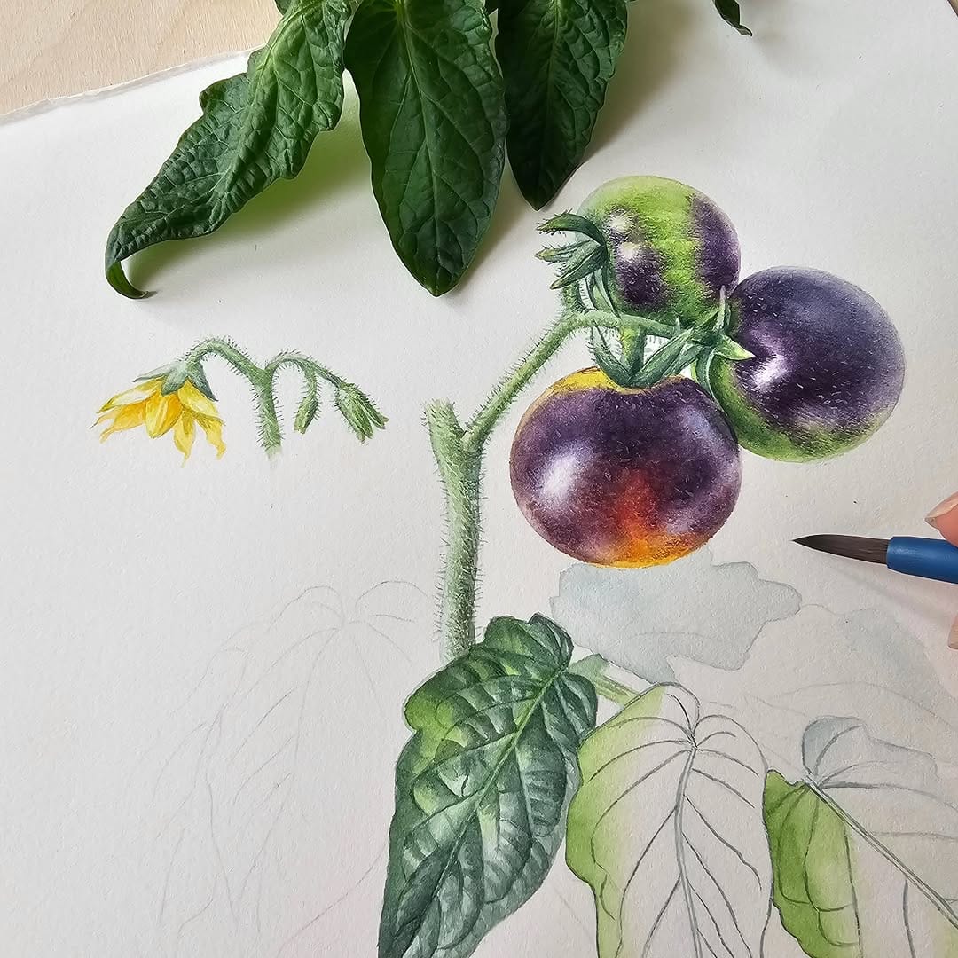 Post 3 by Alla Lanskaya🌿Botanical artist on Instagram (image)