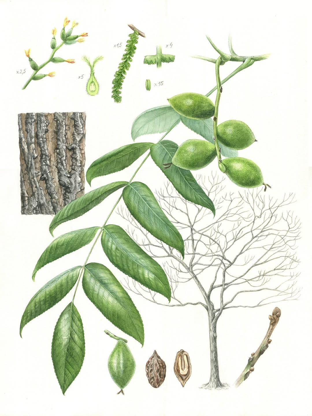 Post 4 by Alla Lanskaya🌿Botanical artist on Instagram (carousel)