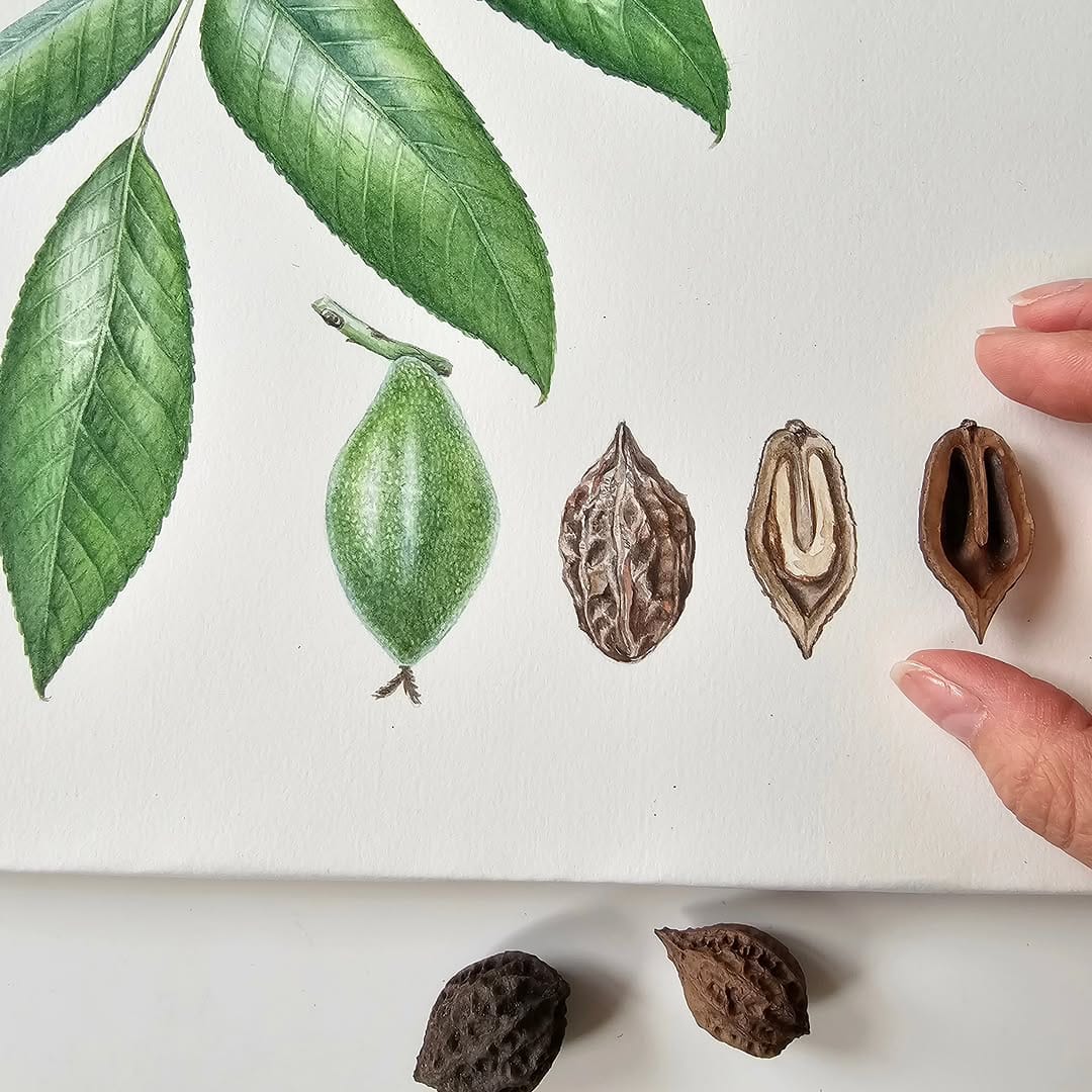 Post 6 by Alla Lanskaya🌿Botanical artist on Instagram (image)