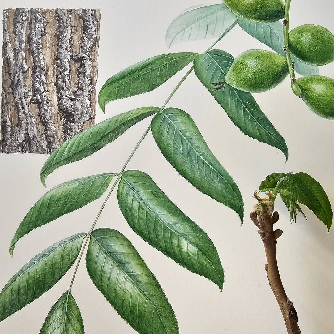 Post 7 by Alla Lanskaya🌿Botanical artist on Instagram (image)