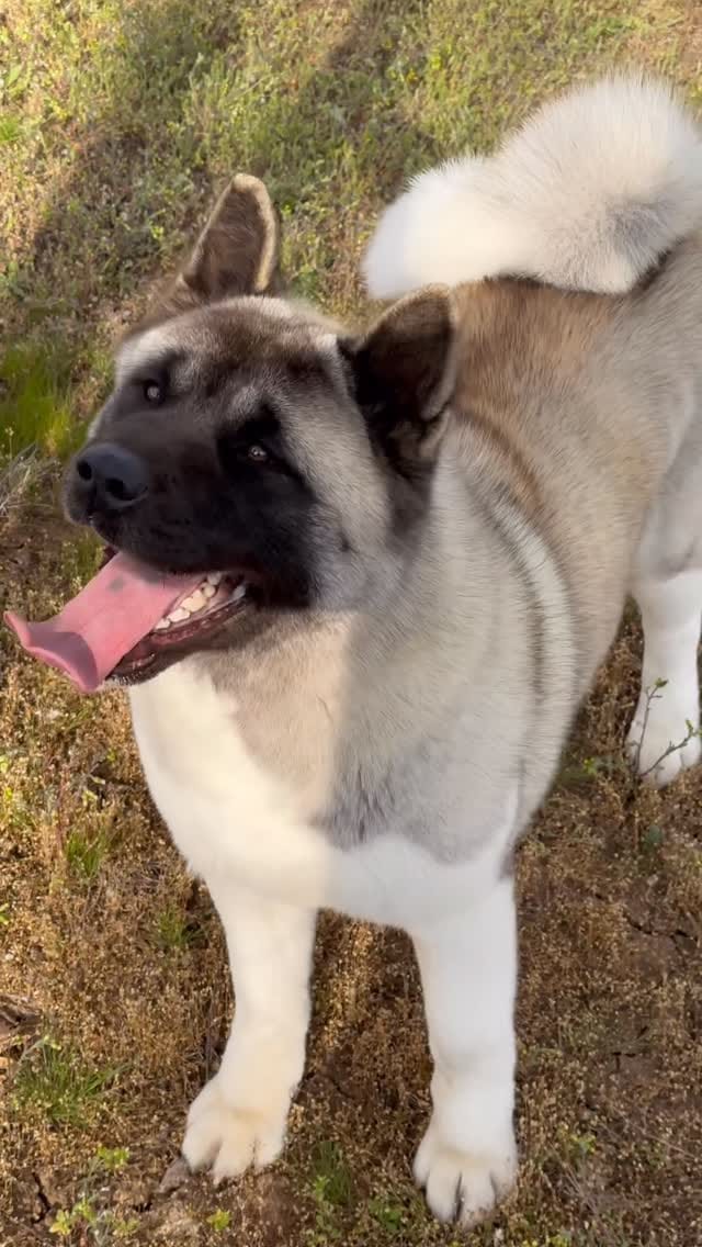 Post 10 by Nikola Stamenkovic on Instagram (video)