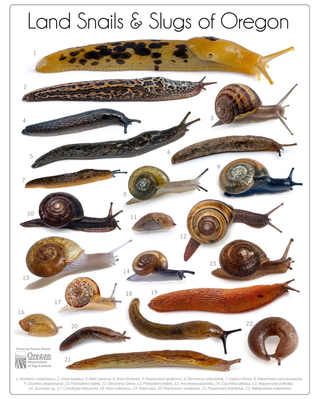 Post 4 by OSU Extension Master Gardeners on Instagram (image)