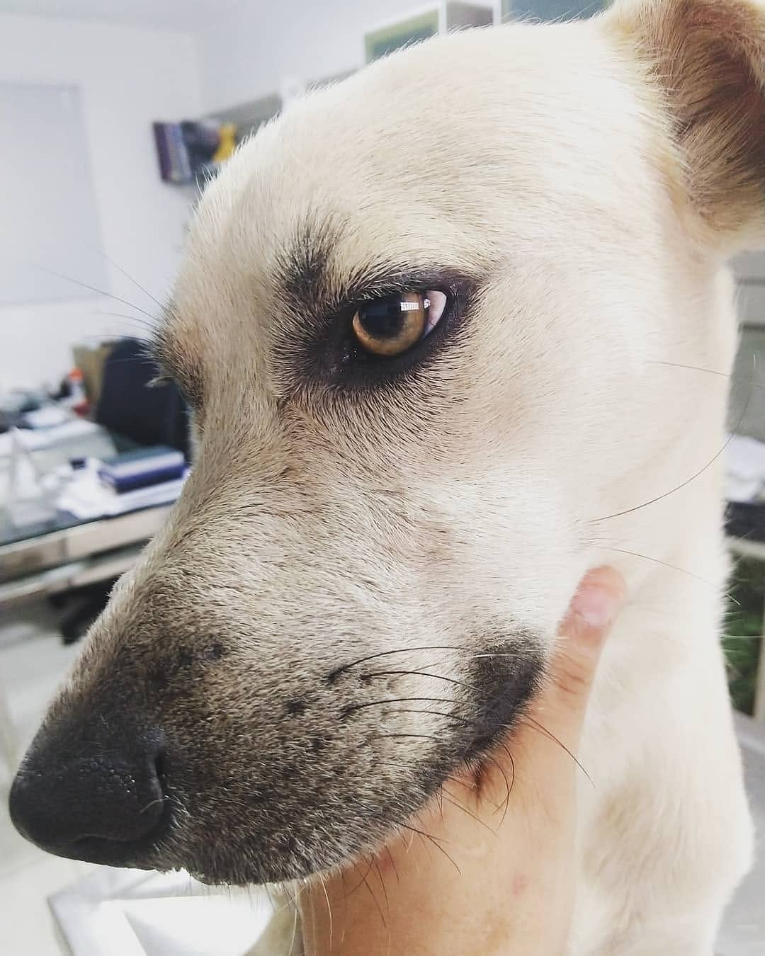 Post 10 by 𝐀𝐧𝐣𝐨𝐬 𝐝𝐚 𝐋𝐢𝐥𝐲 on Instagram (carousel)
