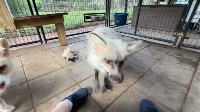 Post 2 by Fox Tales Florida on Instagram (video)