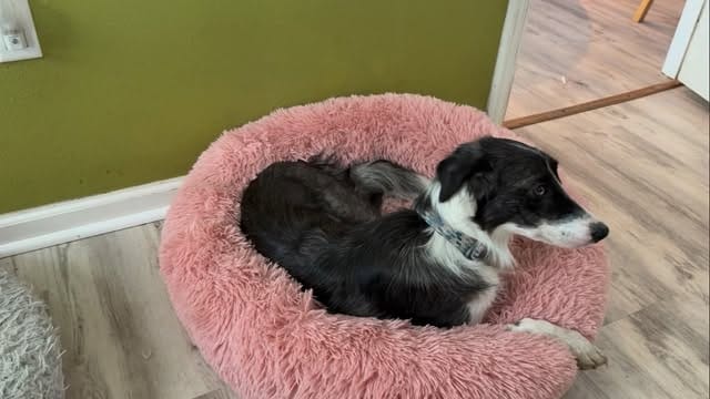 Post 8 by Fox Tales Florida on Instagram (video)