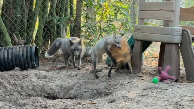 Post 10 by Fox Tales Florida on Instagram (video)