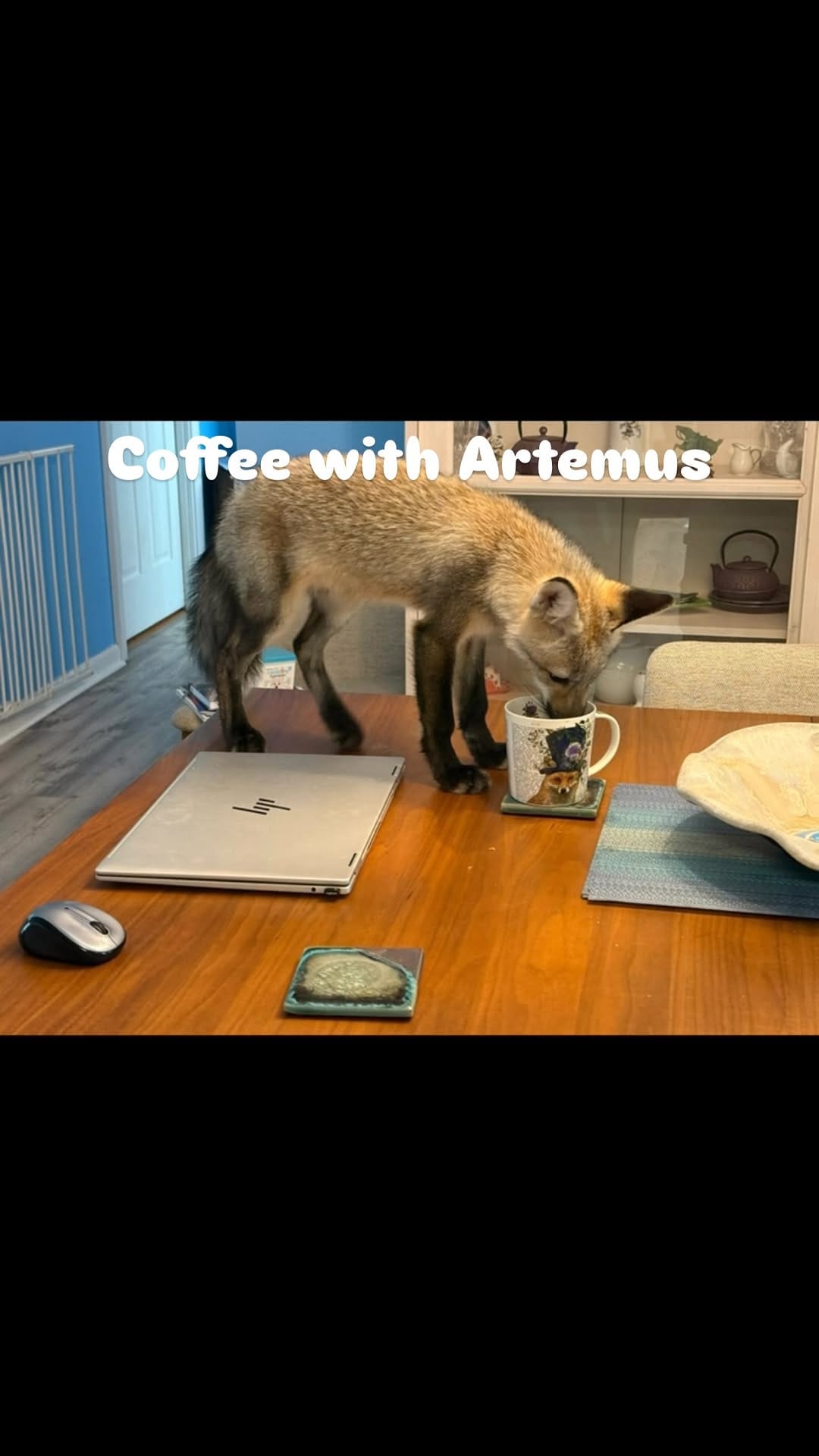 Post 1 by Fox Tales Florida on Instagram (video)
