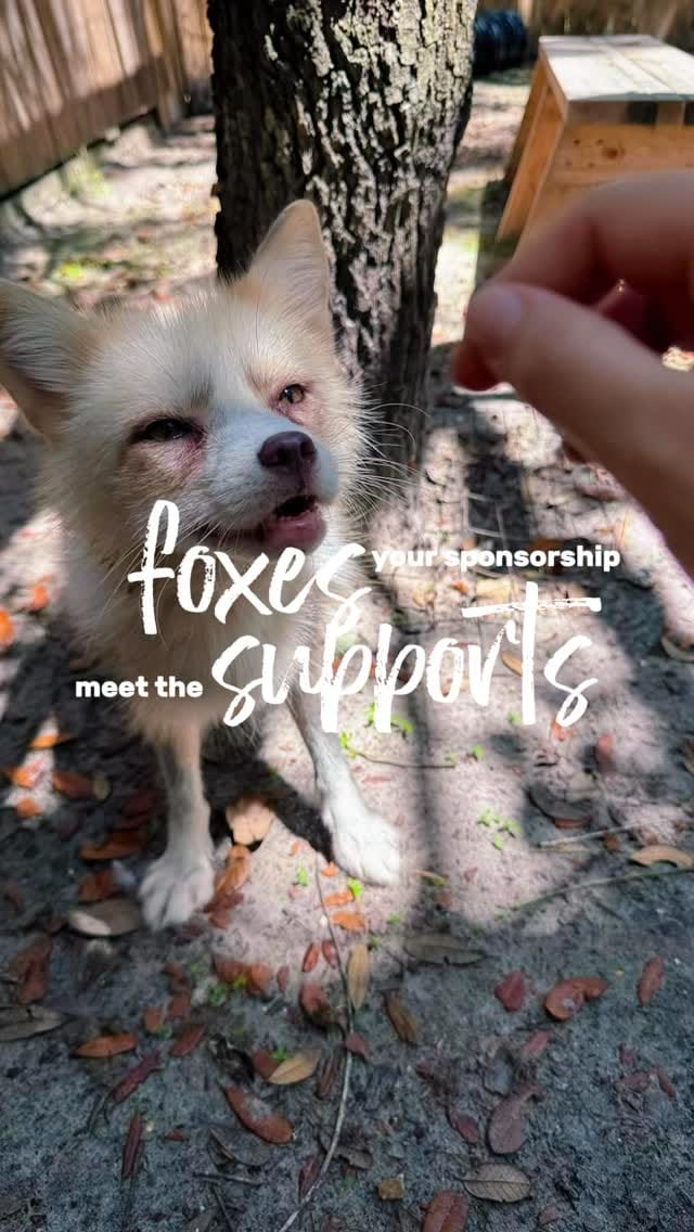 Post 4 by Fox Tales Florida on Instagram (video)