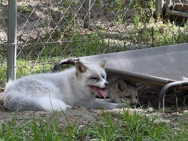 Post 9 by Fox Tales Florida on Instagram (video)