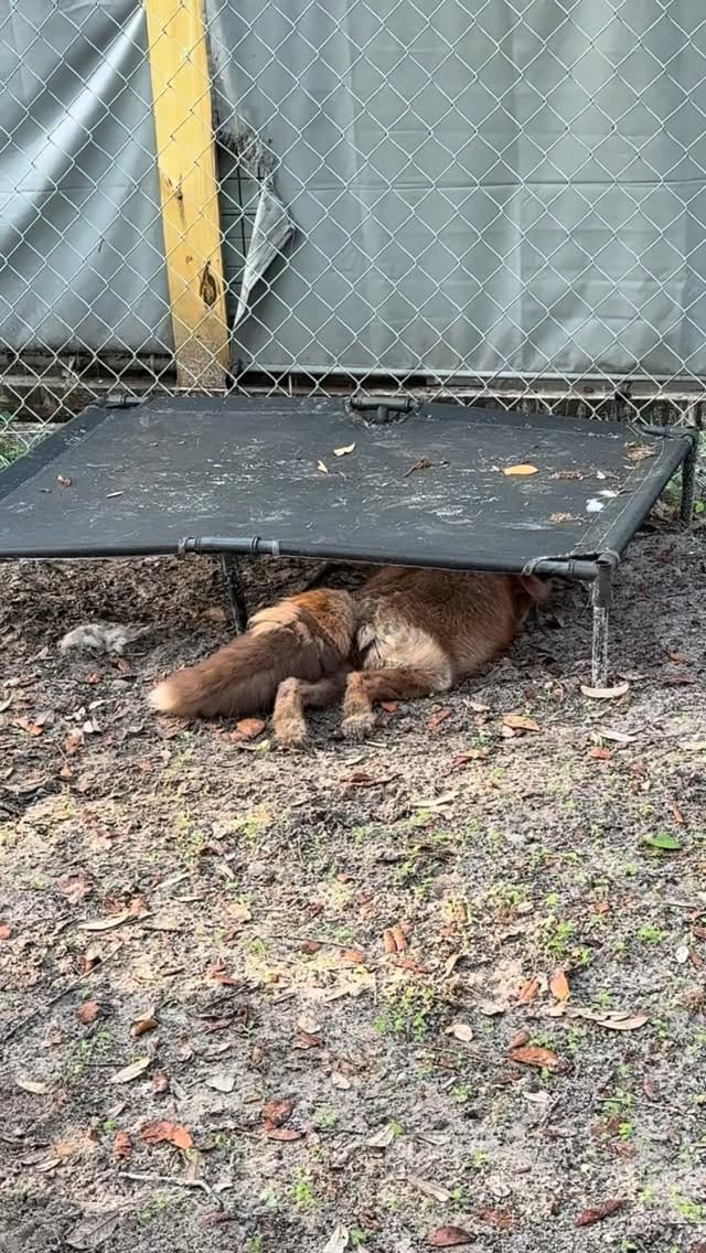 Post 5 by Fox Tales Florida on Instagram (video)