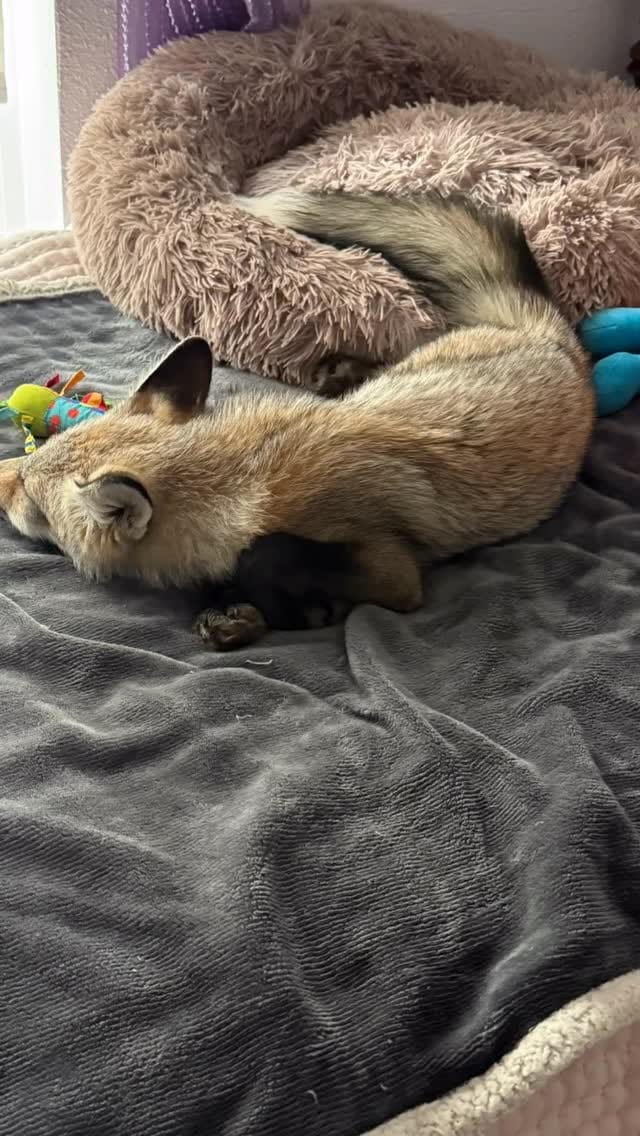 Post 7 by Fox Tales Florida on Instagram (video)