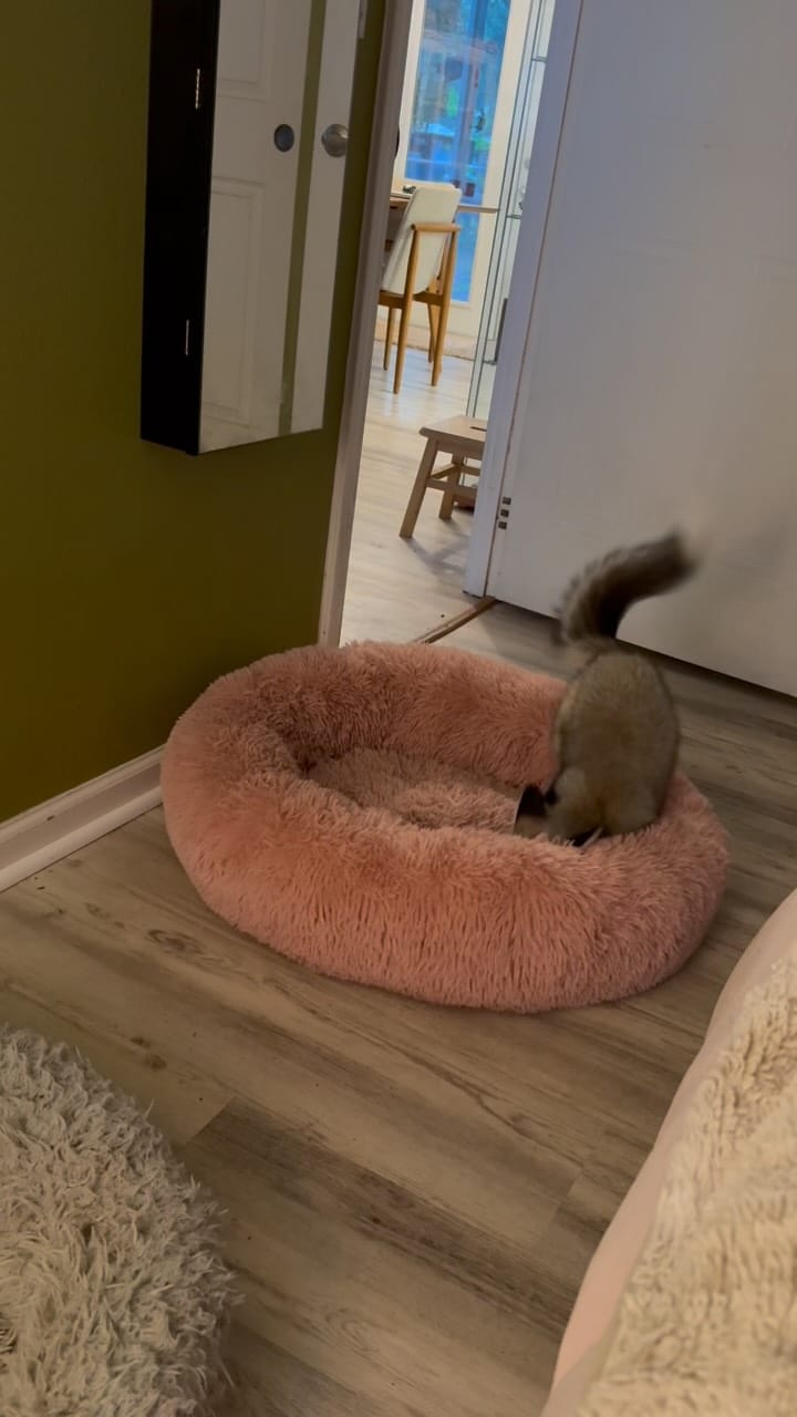 Post 3 by Fox Tales Florida on Instagram (video)