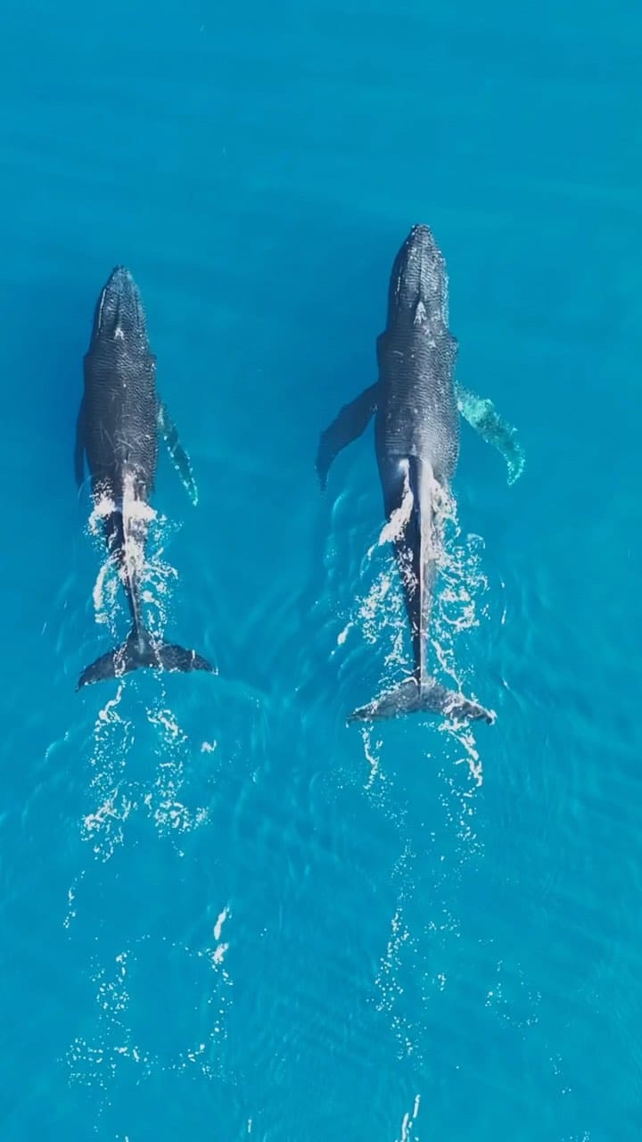Post 9 by Bec Munro on Instagram (video)