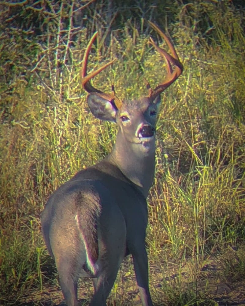Post 1 by Burnt Oak Ranch on Instagram (image)