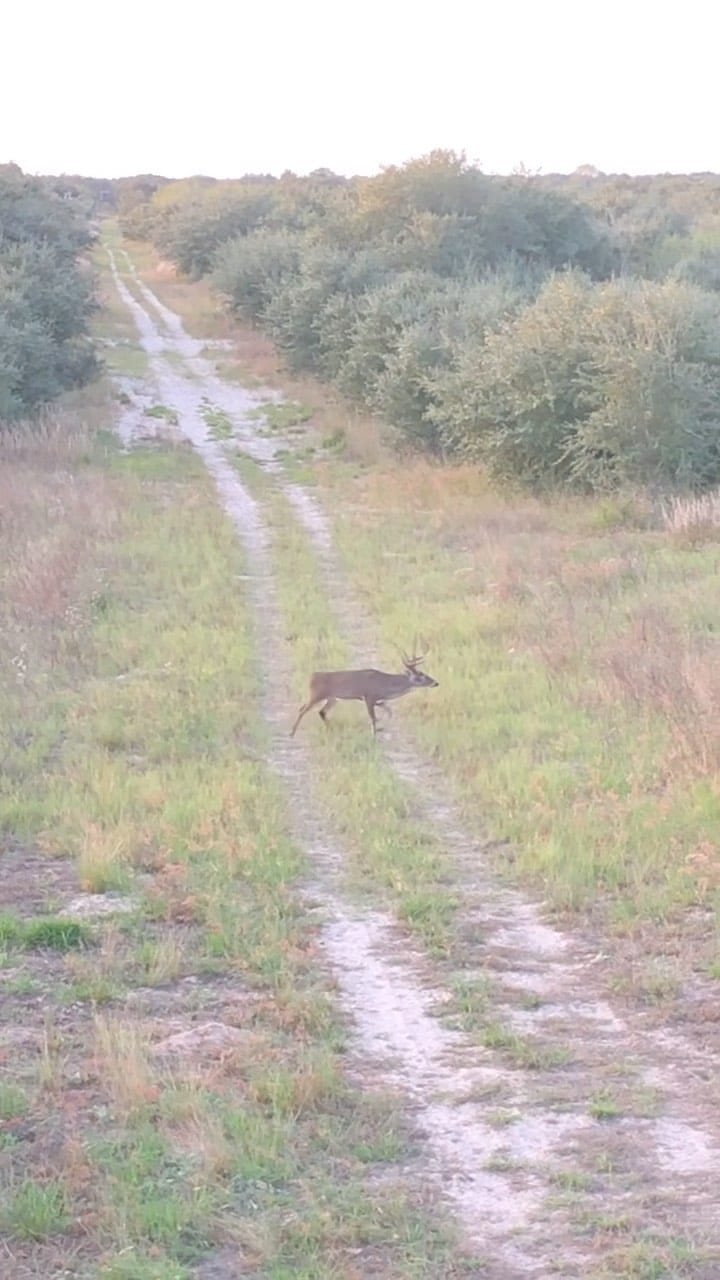 Post 2 by Burnt Oak Ranch on Instagram (video)