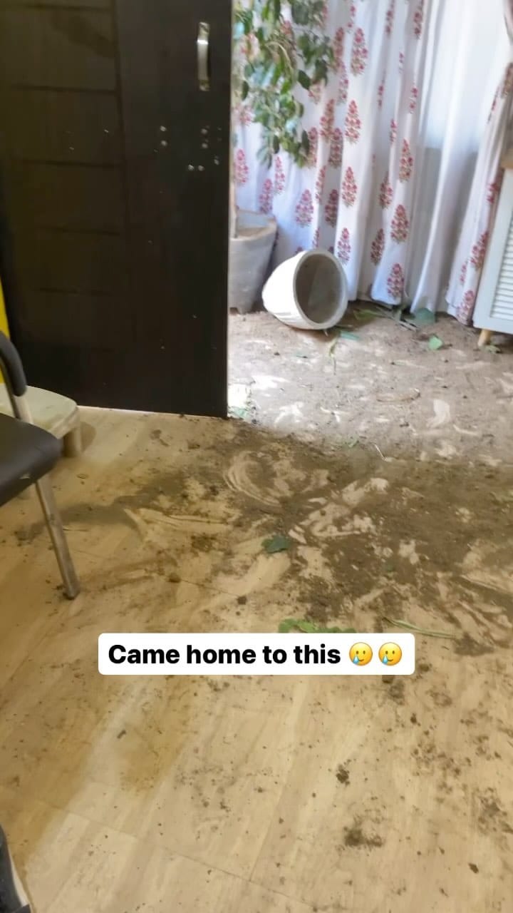 Post 9 by Dexter and Hazel on Instagram (video)