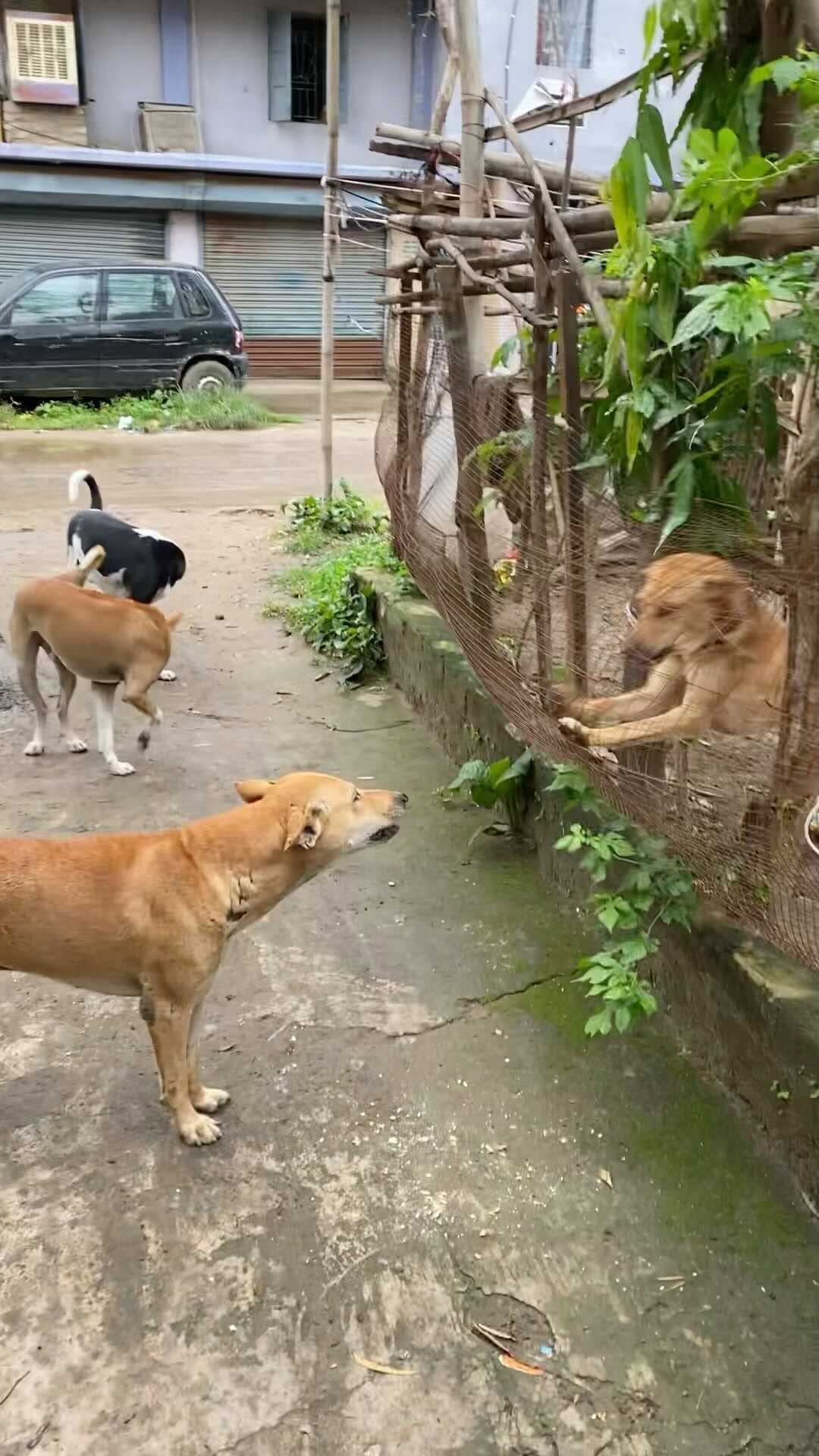 Post 10 by Dexter and Hazel on Instagram (video)