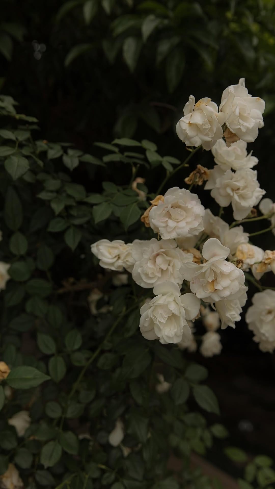 Post 6 by Southern California Photographer | Alyssa McVay on Instagram (video)
