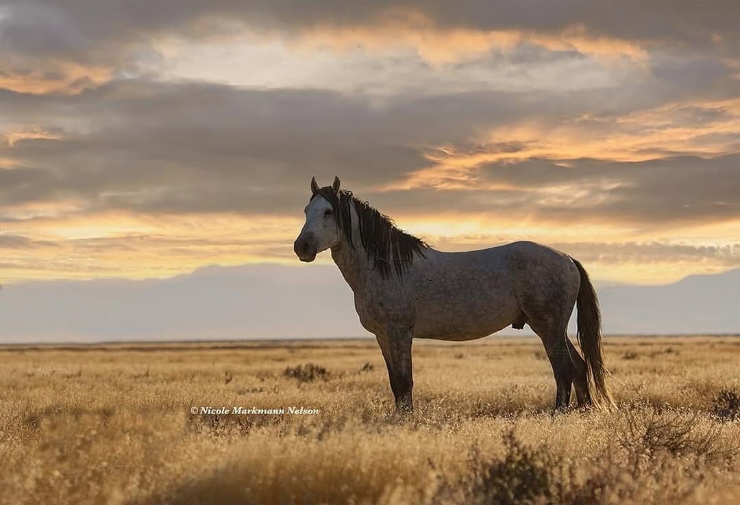 Post 10 by Nicole Markmann Nelson on Instagram (image)
