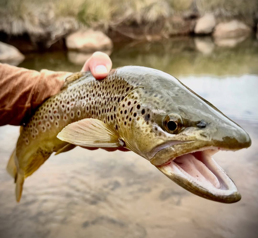 Post 7 by Utah Fly Fishing Guide Service on Instagram (carousel)