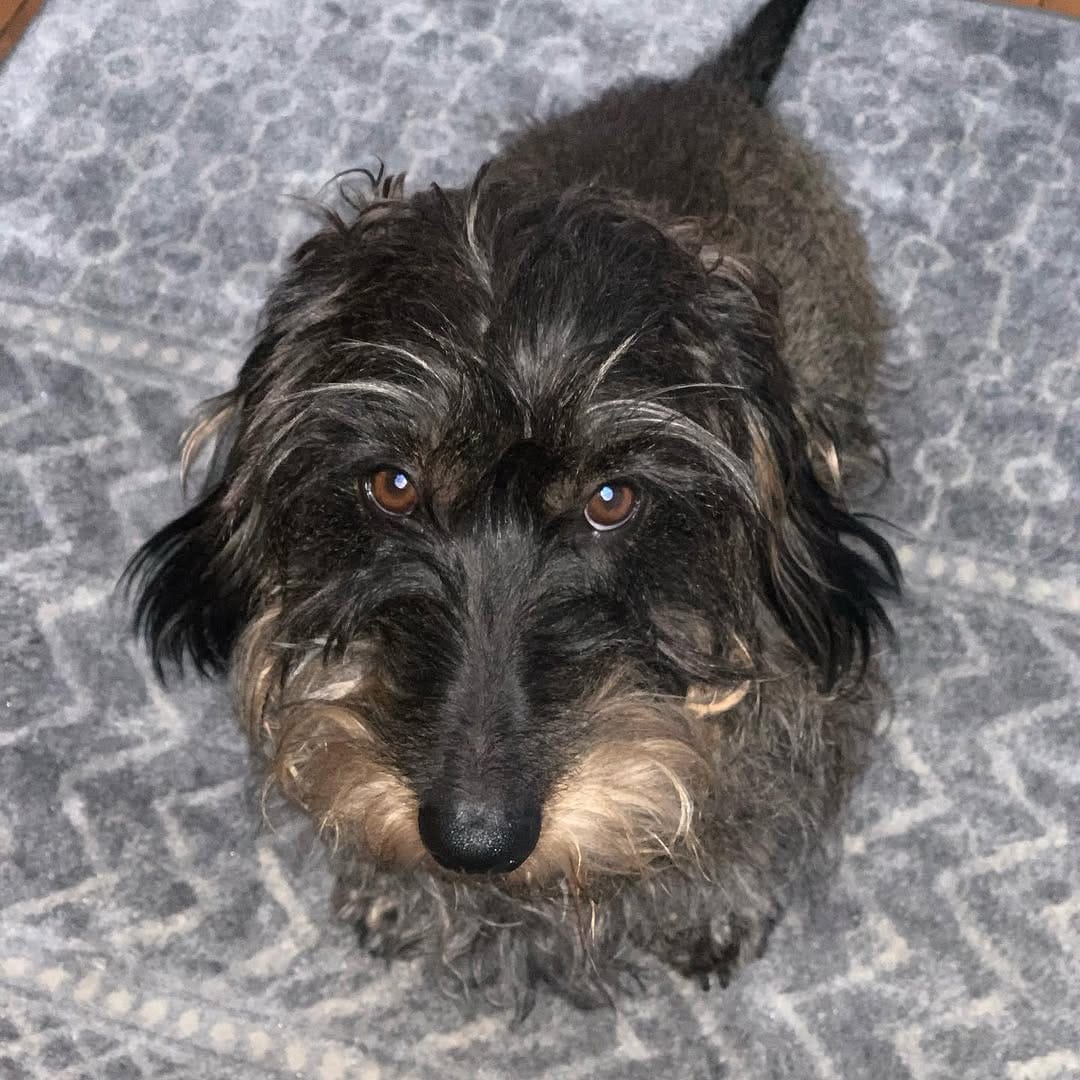 Post 4 by Marvin the Dachshund🐾😎 on Instagram (image)