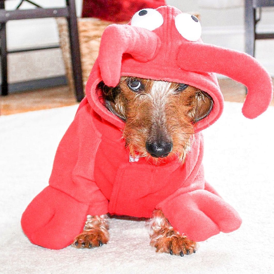 Post 5 by Marvin the Dachshund🐾😎 on Instagram (carousel)