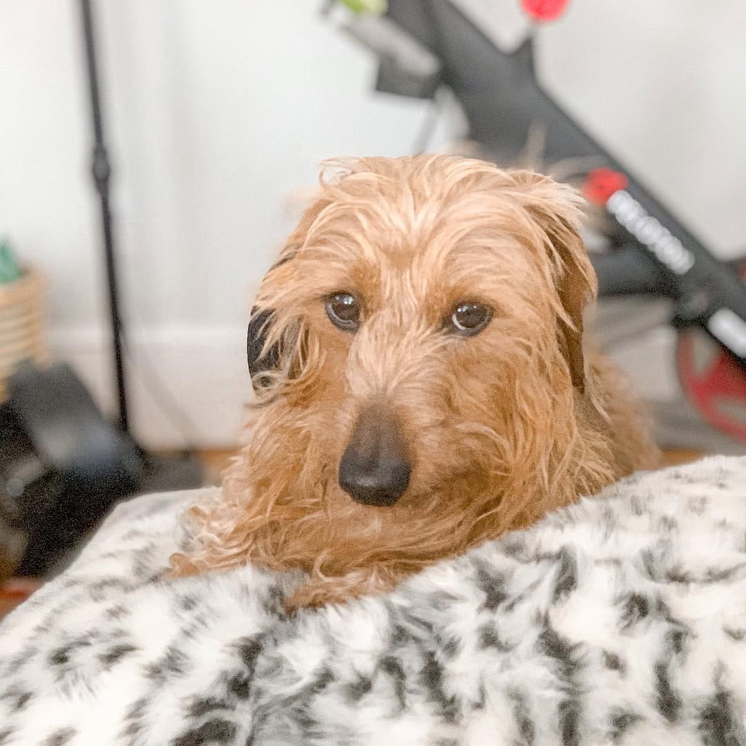 Post 3 by Marvin the Dachshund🐾😎 on Instagram (image)