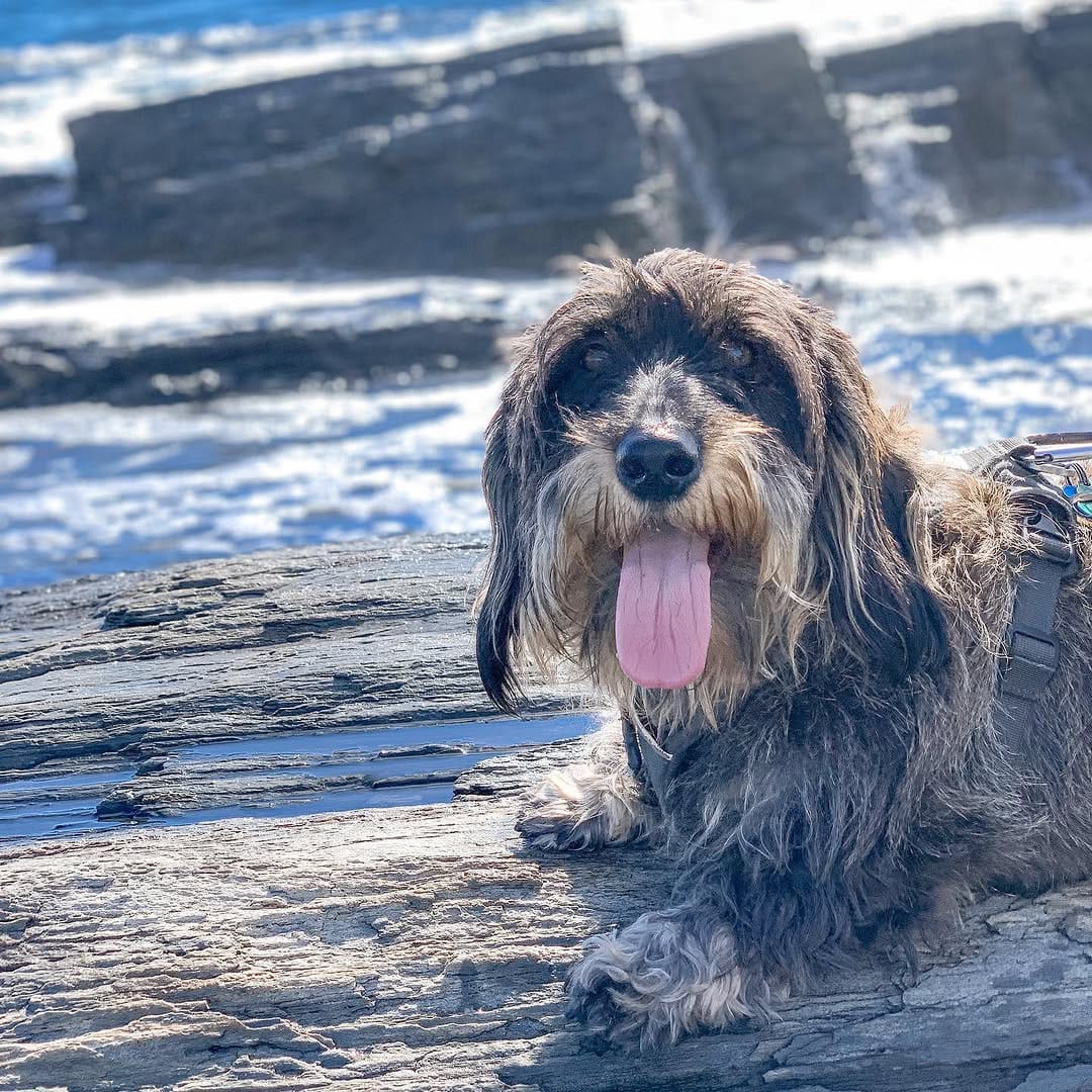 Post 10 by Marvin the Dachshund🐾😎 on Instagram (carousel)