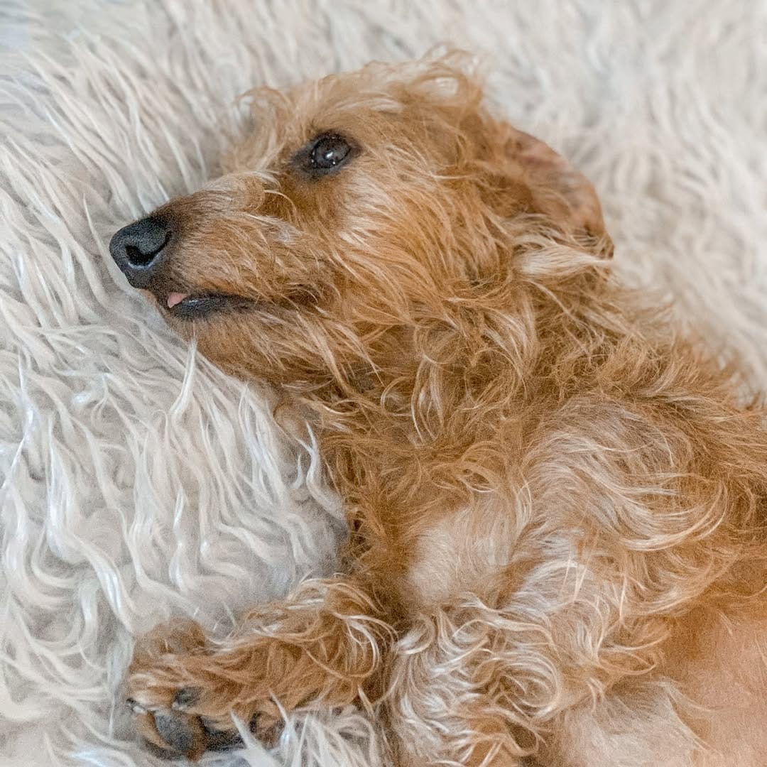 Post 8 by Marvin the Dachshund🐾😎 on Instagram (image)