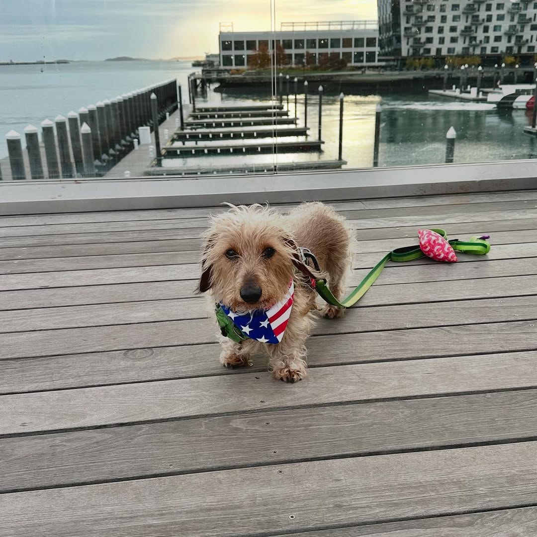 Post 1 by Marvin the Dachshund🐾😎 on Instagram (image)