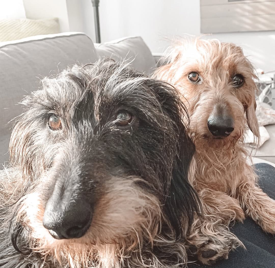 Post 7 by Marvin the Dachshund🐾😎 on Instagram (image)
