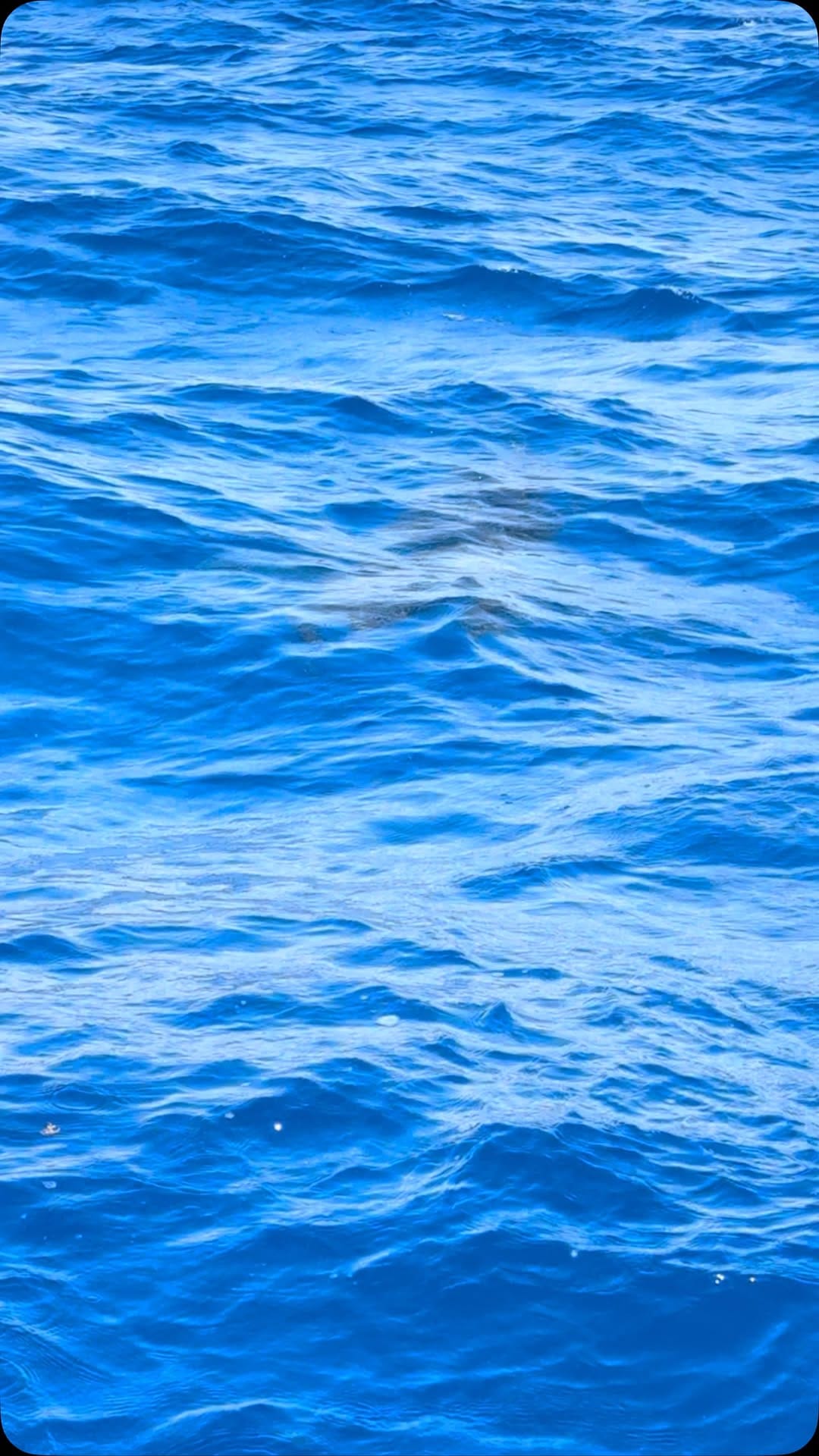 Post 9 by Miss Britt Sportfishing Charters on Instagram (video)