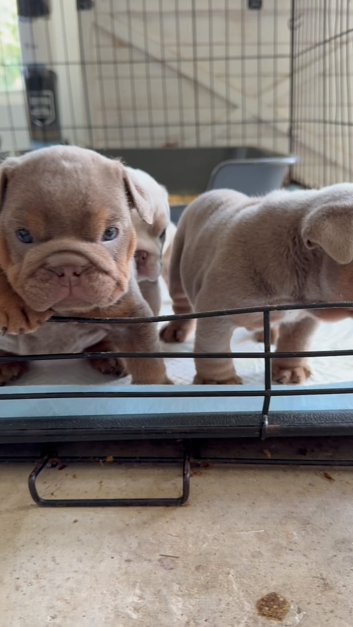 Post 9 by Bank Boundbullyz on Instagram (video)