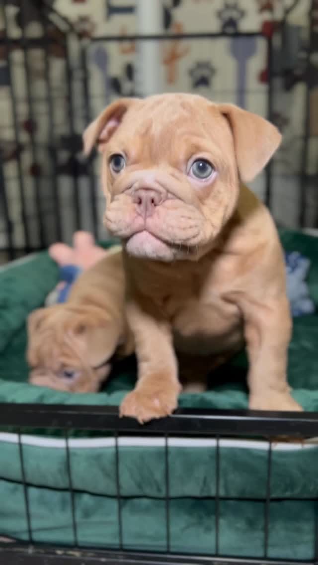 Post 2 by Bank Boundbullyz on Instagram (video)