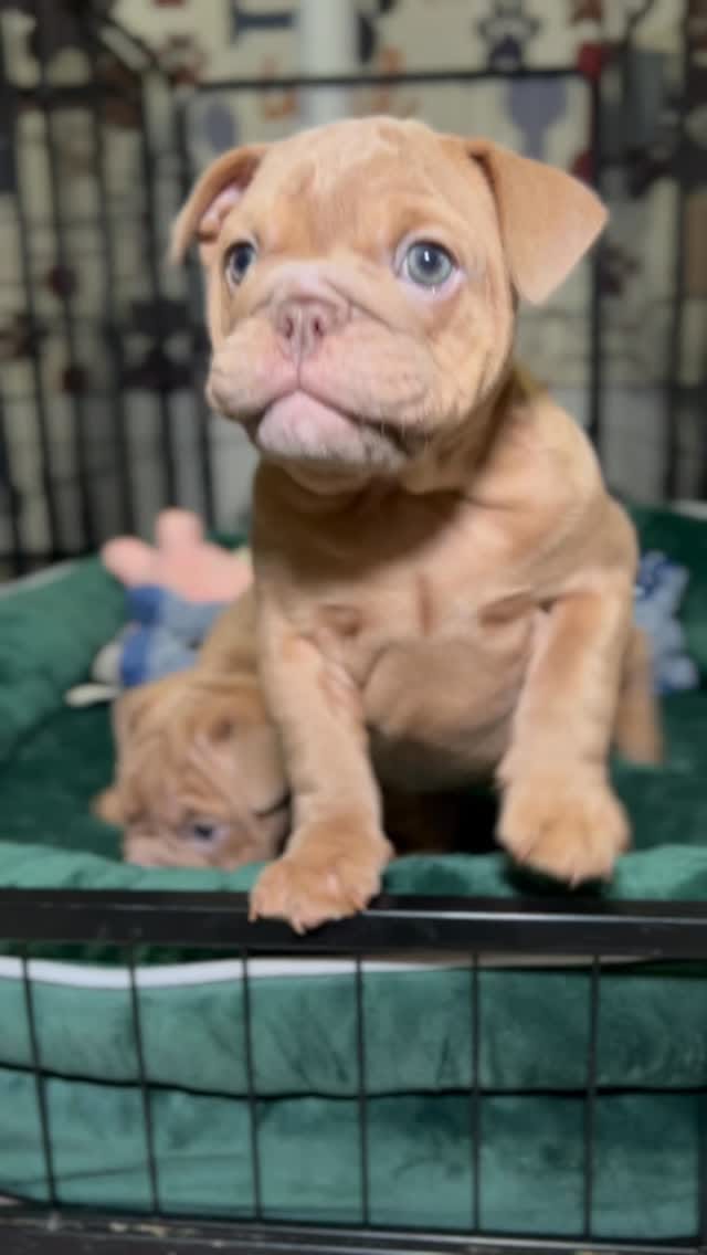 Post 6 by Bank Boundbullyz on Instagram (video)