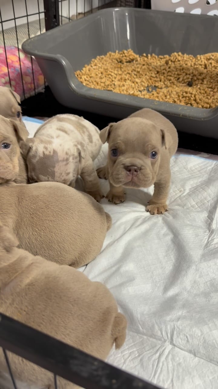 Post 8 by Bank Boundbullyz on Instagram (video)