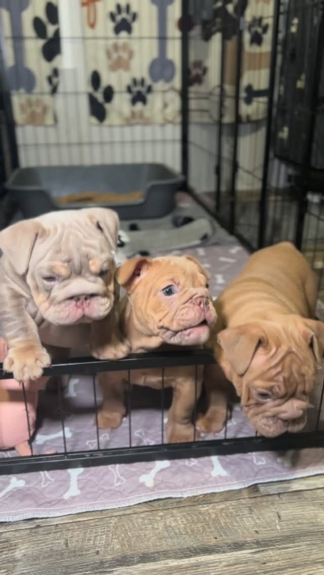 Post 3 by Bank Boundbullyz on Instagram (video)
