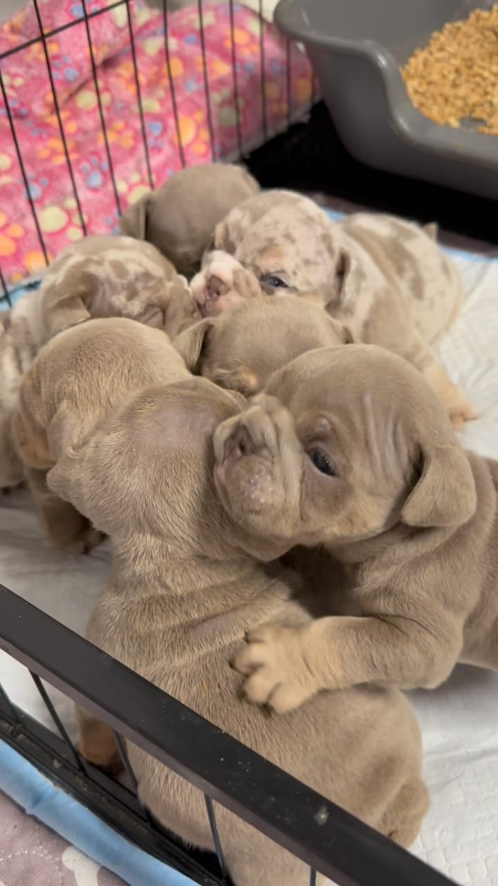 Post 10 by Bank Boundbullyz on Instagram (video)