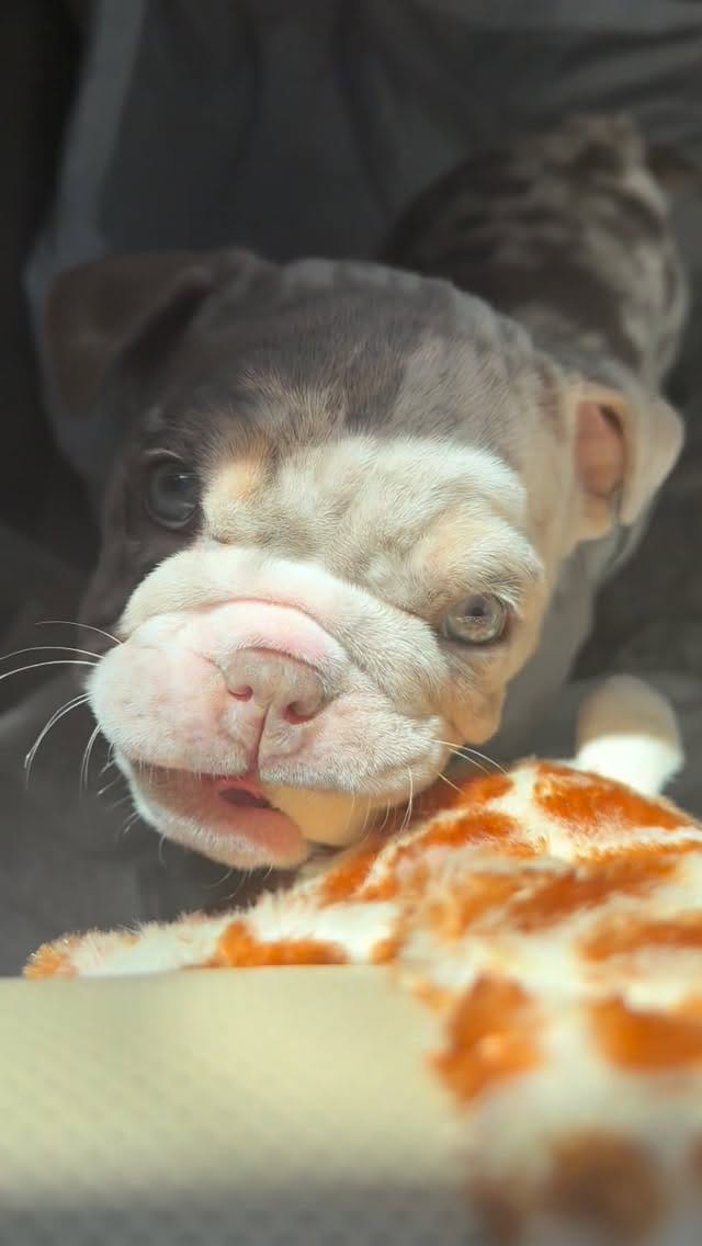 Post 1 by Bank Boundbullyz on Instagram (video)