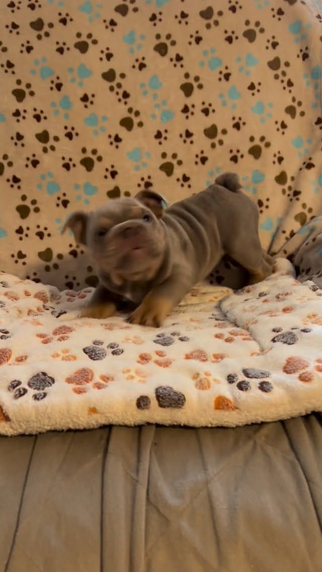 Post 4 by Bank Boundbullyz on Instagram (video)