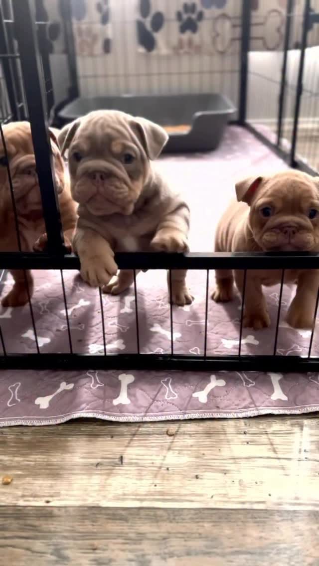 Post 5 by Bank Boundbullyz on Instagram (video)