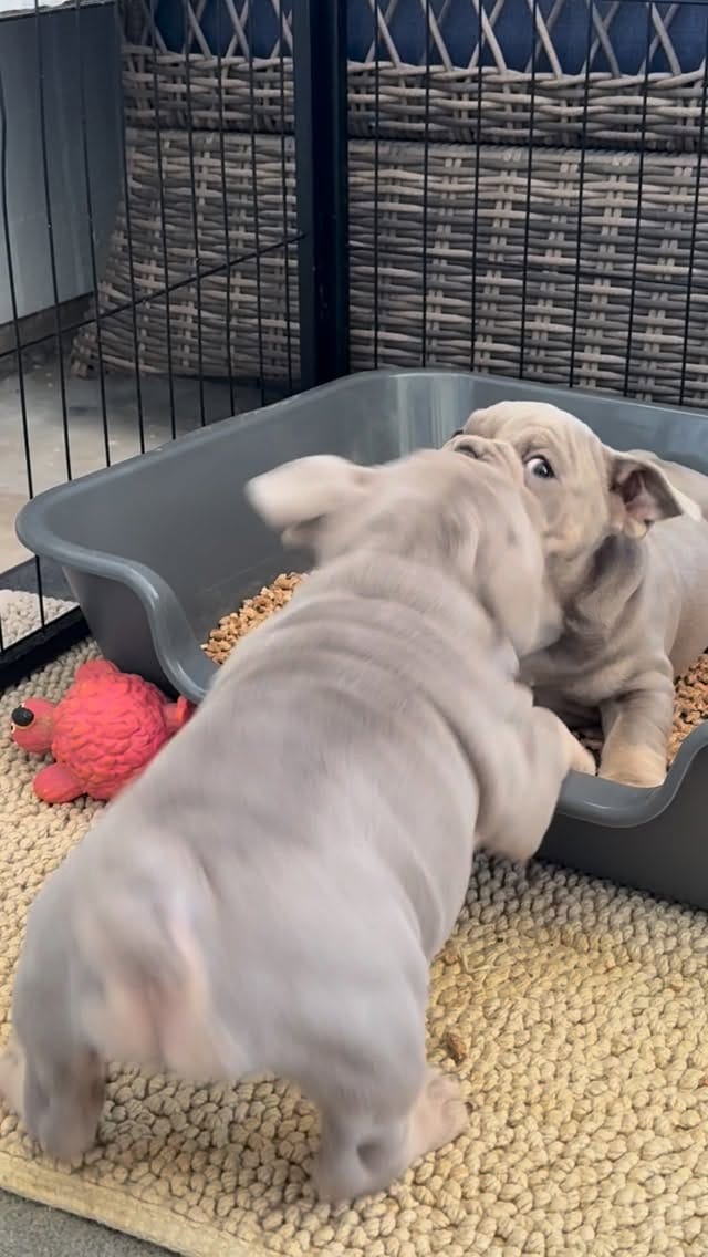 Post 7 by Bank Boundbullyz on Instagram (video)