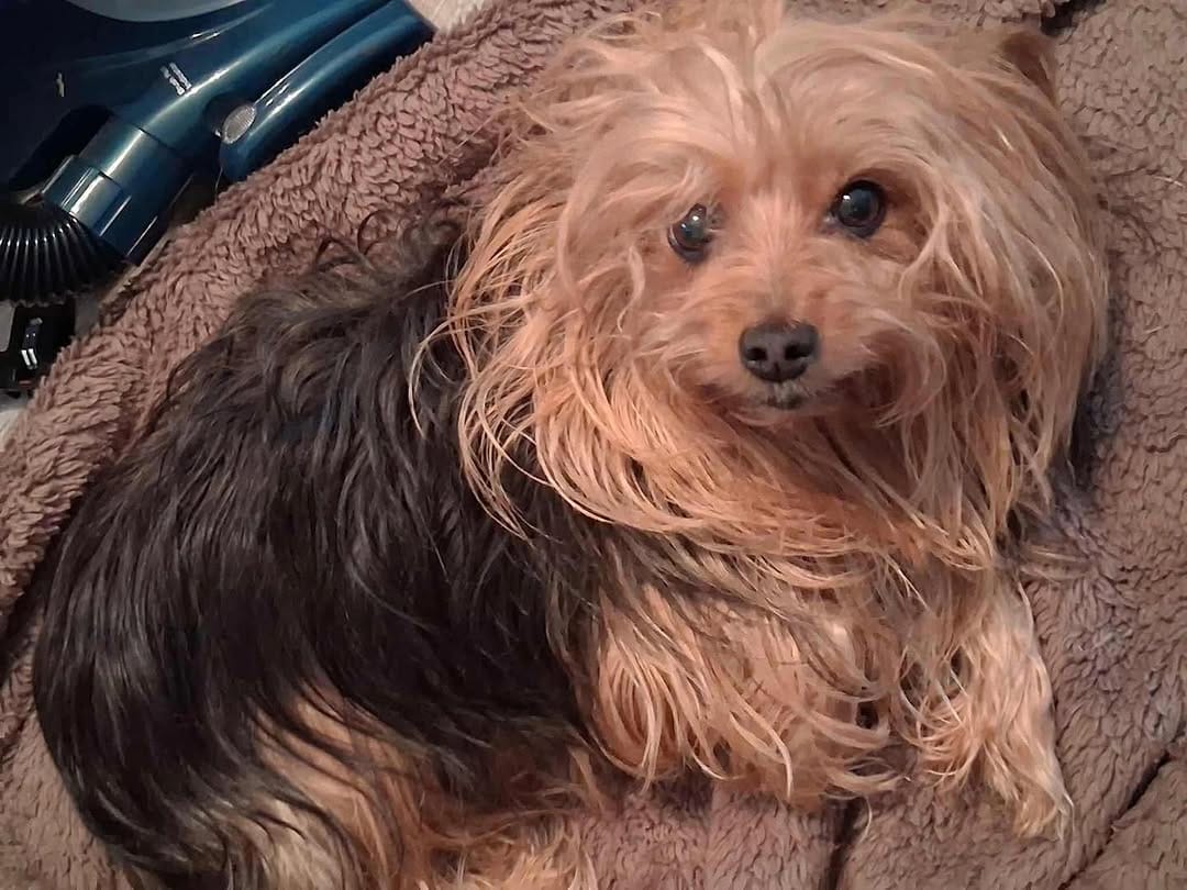 Post 6 by Florida Yorkie Rescue on Instagram (carousel)