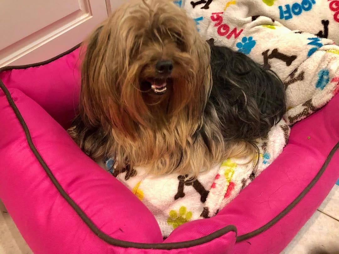 Post 5 by Florida Yorkie Rescue on Instagram (carousel)
