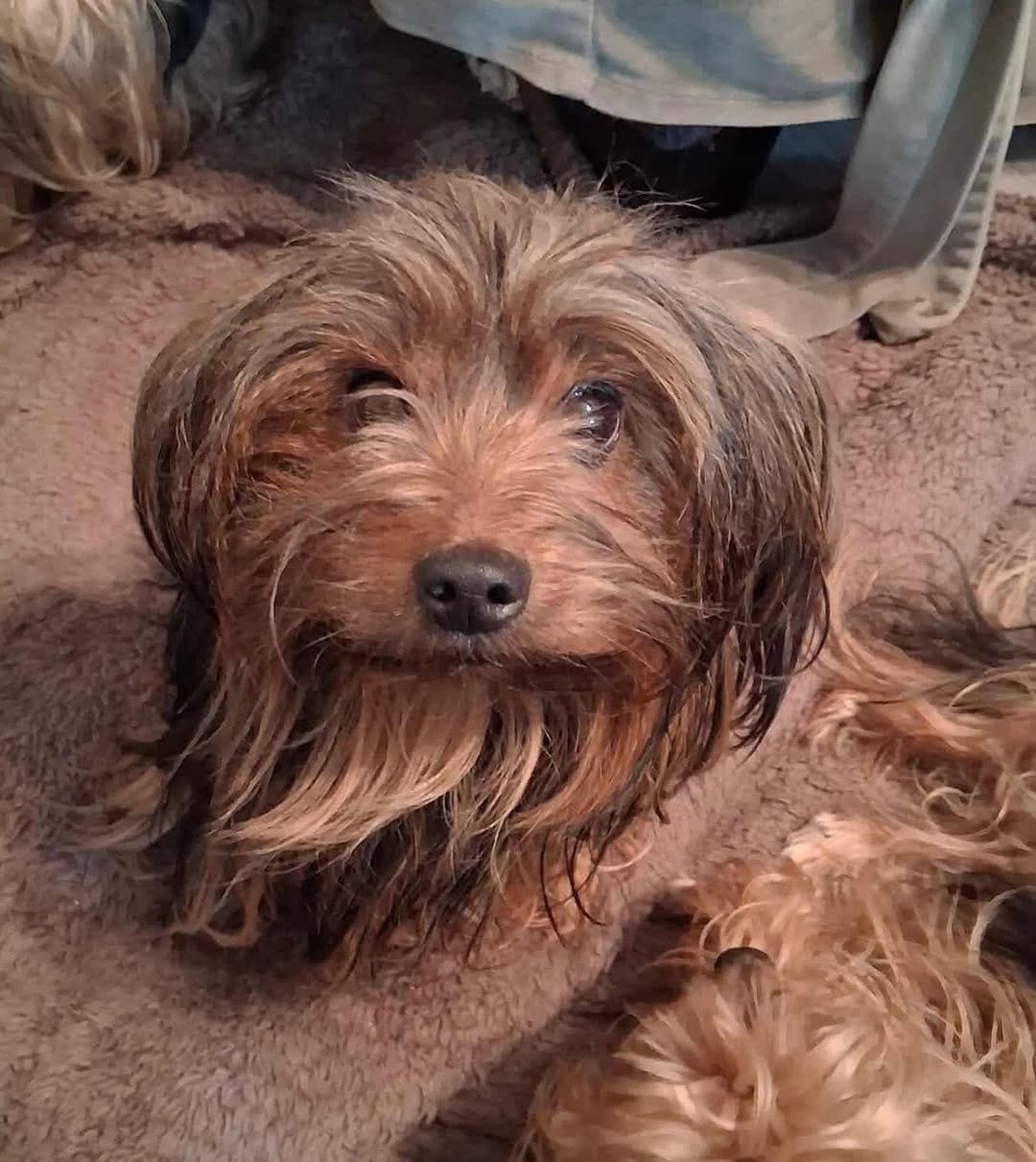 Post 7 by Florida Yorkie Rescue on Instagram (carousel)