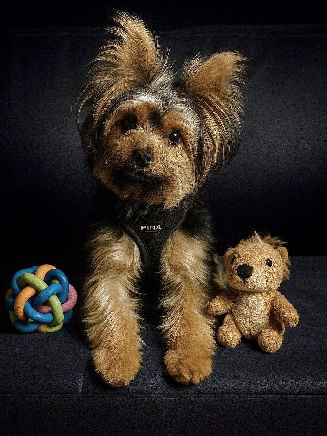 Post 10 by Florida Yorkie Rescue on Instagram (image)